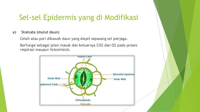Tugas BIOLOGI KELAS XI SEMESTER 1 - Jaringan Epidermis