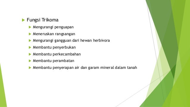 Tugas BIOLOGI KELAS XI SEMESTER 1 - Jaringan Epidermis Tugas BIOLOGI KELAS XI SEMESTER 1 - Jaringan Epidermis
