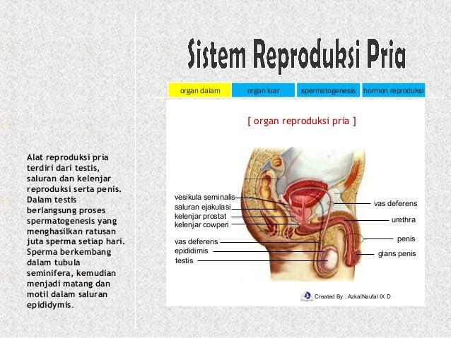 Materi Sistem Reproduksi Pada Manusia Kelas 9 Ppt