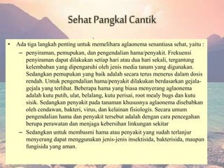 SehatPangkalCantik
• Ada tiga langkah penting untuk memelihara aglaonema senantiasa sehat, yaitu :
– penyiraman, pemupukan, dan pengendalian hama/penyakit. Frekuensi
penyiraman dapat dilakukan setiap hari atau dua hari sekali, tergantung
kelembaban yang dipengaruhi oleh jenis media tanam yang digunakan.
Sedangkan pemupukan yang baik adalah secara terus menerus dalam dosis
rendah. Untuk pengendalian hama/penyakit dilakukan berdasarkan gejala-
gejala yang terlihat. Beberapa hama yang biasa menyerang aglaonema
adalah kutu putih, ulat, belalang, kutu perisai, root mealy bugs dan kutu
sisik. Sedangkan penyakit pada tanaman khususnya aglaonema disebabkan
oleh cendawan, bakteri, virus, dan kelainan fisiologis. Secara umum
pengendalian hama dan penyakit tersebut adalah dengan cara pencegahan
berupa perawatan dan menjaga kebersihan linkungan sekitar
– Sedangkan untuk membasmi hama atau penyakit yang sudah terlanjur
menyerang dapat menggunakan jenis-jenis insektisida, bakterisida, maupun
fungisida yang aman.
 