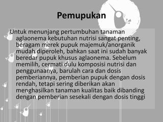 Pemupukan
Untuk menunjang pertumbuhan tanaman
aglaonema kebutuhan nutrisi sangat penting,
beragam merek pupuk majemuk/anorganik
mudah diperoleh, bahkan saat ini sudah banyak
beredar pupuk khusus aglaonema. Sebelum
memilih, cermati dulu komposisi nutrisi dan
penggunaanya, barulah cara dan dosis
pemberiannya, pemberian pupuk dengan dosis
rendah, tetapi sering diberikan akan
menghasilkan tanaman kualitas baik dibanding
dengan pemberian sesekali dengan dosis tinggi
 