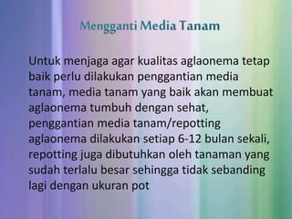Untuk menjaga agar kualitas aglaonema tetap
baik perlu dilakukan penggantian media
tanam, media tanam yang baik akan membuat
aglaonema tumbuh dengan sehat,
penggantian media tanam/repotting
aglaonema dilakukan setiap 6-12 bulan sekali,
repotting juga dibutuhkan oleh tanaman yang
sudah terlalu besar sehingga tidak sebanding
lagi dengan ukuran pot
 