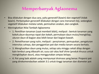MemperbanyakAglaonema
• Bisa dilakukan dengan dua cara, yaitu generatif (kawin) dan vegetatif (tidak
kawin). Perbanyakan generatif dilakukan dengan cara menanam biji, sedangkan
vegetatif dilakukan melalui setek, pemisahan anakan, dan cangkok.
• Meningkatkan Nilai Tambah Aglaonema
– 1. Pemilihan tanaman (saat membeli bibit), meliputi : bentuk tanaman yang
kokoh,daun-daunnya rapat dan kokoh, permukaan daun mulus/mengkilap,
ukuran daun di bagian atas lebih besar dari bagian bawah.
– 2. Pemeliharaan yang rutin, meliputi : penyiraman, pemupukan, pengaturan
intensitas cahaya, dan penggantian pot dan media tanam secara berkala.
– 3. Menghasilkan daun yang mulus, setiap satu minggu sekali dilap dengan
kain lembut yang dibasahi air, susu cair atau leaf shine (produk khusus untuk
mengkilapkan daun), atau menggunakan ampas kelapa.
– 4. Pot yang baik adalah yang mempunyai drainase yang benar. Proporsi pot
yang direkomendasikan adalah 3:1 untuk tinggi tanaman dan diameter pot
 