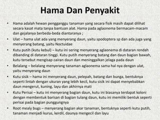 Hama Dan Penyakit
• Hama adalah hewan pengganggu tanaman yang secara fisik masih dapat dilihat
secara kasat mata tanpa bantuan alat. Hama pada aglaonema bermacam-macam
dan gejalanya berbeda-beda diantaranya ;
• Ulat – hama ulat ada yang menyerang daun, yaitu spodoptera sp dan ada juga yang
menyerang batang, yaitu Noctuidae
• Kutu putih (kutu kebul) – kutu ini sering menyerang aglaonema di dataran rendah
dibanding di dataran tinggi. Kutu putih menyerang batang dan daun bagian bawah,
kutu tersebut mengisap cairan daun dan meninggalkan jelaga pada daun
• Belalang – belalang menyerang tanaman aglaonema sama hal nya dengan ulat,
yaitu menyerang daun
• Kutu sisik – hama ini menyerang daun, pelepah, batang dan bunga, bentuknya
seperti lintah dengan ukuran yang lebih kecil, kutu sisik ini dapat menyebabkan
daun mengerut, kuning, layu dan akhirnya mati
• Kutu Perisai – kutu ini menyerang bagian daun, kutu ini biasanya terdapat koloni
dengan membentuk barisan di bagian tulang daun, kutu ini memiliki bentuk seperti
perisai pada bagian punggungnya
• Root mealy bugs – menyerang bagian akar tanaman, bentuknya seperti kutu putih,
tanaman menjadi kurus, kerdil, daunya mengecil dan layu
 