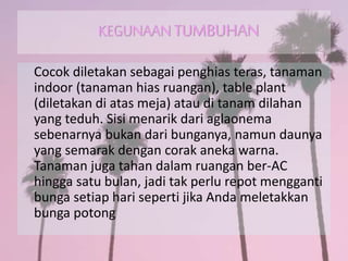 Cocok diletakan sebagai penghias teras, tanaman
indoor (tanaman hias ruangan), table plant
(diletakan di atas meja) atau di tanam dilahan
yang teduh. Sisi menarik dari aglaonema
sebenarnya bukan dari bunganya, namun daunya
yang semarak dengan corak aneka warna.
Tanaman juga tahan dalam ruangan ber-AC
hingga satu bulan, jadi tak perlu repot mengganti
bunga setiap hari seperti jika Anda meletakkan
bunga potong
 