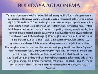 BUDIDAYA AGLAONEMA
Tanaman bernama lokal sri rejeki ini sekarang lebih dikenal dengan nama
aglaonema. Daunnya yang elegan dan indah membuat aglaonema pantas
dijuluki “Ratu Daun”. Daya tarik aglaonema terletak pada pada warna dan
bentuk daun yang unik. Daunnya kini tidak melulu berwarna hijau, tetapi
lebih bervariasi, seperti kombinasi warna putih, merah, merah muda, dan
kuning. Selain memiliki pola daun yang indah, aglaonema diyakini dapat
membawa hoki (keberuntungan). Konon, jika tanaman ini tumbuh daun
baru berarti ada tambahan rejeki bagi pemiliknya. Oleh karena itu,
aglaonema dulunya lebih populer dengan nama sri rejeki (lucky plant).
Nama aglaonema berasal dari bahasa Yunani, yang terdiri dari kata “aglaos”
dan “nema/nematos”, artinya terang/mengkilap. Tanaman ini masih satu
famili dengan talas-talasan (aracaeae) serta kerabat dekat dengan
spathipyllum dan philodendron. Penyebaran utama aglaonema ada di Asia
Tenggara, meliputi Filipina, Indonesia, Malaysia, Thailand, Laos, Vietnam,
Brunai Darussalam, dan Myanmar. Lalu menyebar ke Cina, Florida, dan
Amarika
 