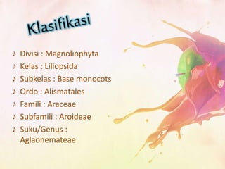 ♪ Divisi : Magnoliophyta
♪ Kelas : Liliopsida
♪ Subkelas : Base monocots
♪ Ordo : Alismatales
♪ Famili : Araceae
♪ Subfamili : Aroideae
♪ Suku/Genus :
Aglaonemateae
 
