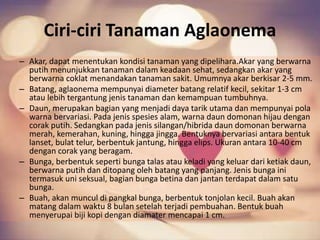 Ciri-ciri Tanaman Aglaonema
– Akar, dapat menentukan kondisi tanaman yang dipelihara.Akar yang berwarna
putih menunjukkan tanaman dalam keadaan sehat, sedangkan akar yang
berwarna coklat menandakan tanaman sakit. Umumnya akar berkisar 2-5 mm.
– Batang, aglaonema mempunyai diameter batang relatif kecil, sekitar 1-3 cm
atau lebih tergantung jenis tanaman dan kemampuan tumbuhnya.
– Daun, merupakan bagian yang menjadi daya tarik utama dan mempunyai pola
warna bervariasi. Pada jenis spesies alam, warna daun domonan hijau dengan
corak putih. Sedangkan pada jenis silangan/hibrida daun domonan berwarna
merah, kemerahan, kuning, hingga jingga. Bentuknya bervariasi antara bentuk
lanset, bulat telur, berbentuk jantung, hingga elips. Ukuran antara 10-40 cm
dengan corak yang beragam.
– Bunga, berbentuk seperti bunga talas atau keladi yang keluar dari ketiak daun,
berwarna putih dan ditopang oleh batang yang panjang. Jenis bunga ini
termasuk uni seksual, bagian bunga betina dan jantan terdapat dalam satu
bunga.
– Buah, akan muncul di pangkal bunga, berbentuk tonjolan kecil. Buah akan
matang dalam waktu 8 bulan setelah terjadi pembuahan. Bentuk buah
menyerupai biji kopi dengan diamater mencapai 1 cm.
 