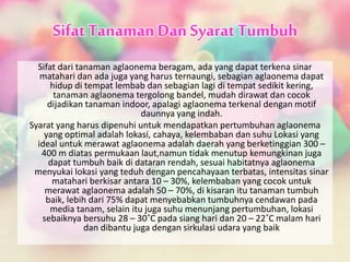 SifatTanaman Dan SyaratTumbuh
Sifat dari tanaman aglaonema beragam, ada yang dapat terkena sinar
matahari dan ada juga yang harus ternaungi, sebagian aglaonema dapat
hidup di tempat lembab dan sebagian lagi di tempat sedikit kering,
tanaman aglaonema tergolong bandel, mudah dirawat dan cocok
dijadikan tanaman indoor, apalagi aglaonema terkenal dengan motif
daunnya yang indah.
Syarat yang harus dipenuhi untuk mendapatkan pertumbuhan aglaonema
yang optimal adalah lokasi, cahaya, kelembaban dan suhu Lokasi yang
ideal untuk merawat aglaonema adalah daerah yang berketinggian 300 –
400 m diatas permukaan laut,namun tidak menutup kemungkinan juga
dapat tumbuh baik di dataran rendah, sesuai habitatnya aglaonema
menyukai lokasi yang teduh dengan pencahayaan terbatas, intensitas sinar
matahari berkisar antara 10 – 30%, kelembaban yang cocok untuk
merawat aglaonema adalah 50 – 70%, di kisaran itu tanaman tumbuh
baik, lebih dari 75% dapat menyebabkan tumbuhnya cendawan pada
media tanam, selain itu juga suhu menunjang pertumbuhan, lokasi
sebaiknya bersuhu 28 – 30˚C pada siang hari dan 20 – 22˚C malam hari
dan dibantu juga dengan sirkulasi udara yang baik
 