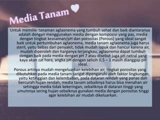 Untuk memiliki tanaman aglaonema yang tumbuh sehat dan baik diantaranya
adalah dengan menggunakan media dengan komposisi yang pas, media
dengan tingkat keasaman/pH dan porositas (Porous) yang ideal sangat
baik untuk pertumbuhan aglaonema, media tanam aglaonema juga harus
steril, yaitu bebas dari penyakit, tidak mudah lapuk dan hancur karena air,
mudah diperoleh dan harganya terjangkau, aglaonema dapat tumbuh
dengan baik pada media dengan pH 7 atau disebut juga pH netral yang
kaya akan zat hara, angka pH dengan selisih 0,5 – 1 masih dianggap pH
ideal.
Porous artinya mudah mengeluarkan kelebihan air, tingkat porositas yang
dibutuhkan pada media tanam sangat dipengaruhi oleh faktor lingkungan,
yaitu ketinggian dan kelembaban, pada dataran rendah yang panas dan
bercurah hujan rendah, media tanam sebaiknya harus bisa menahan air
sehingga media tidak kekeringan, sebaliknya di dataran tinggi yang
umumnya sering hujan sebaiknya gunakan media dengan porositas tinggi
agar kelebihan air mudah dikeluarkan.
 