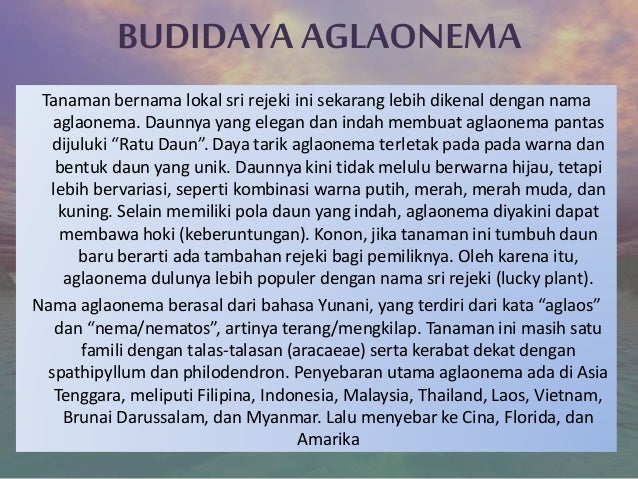 budidaya aglaonema budidaya aglaonema