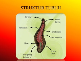 STRUKTUR TUBUH
 