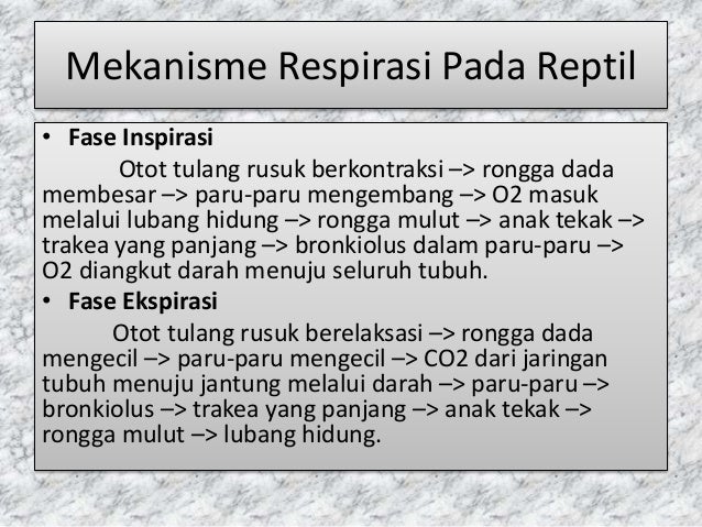 770 Koleksi Gambar Skema Pernapasan Pada Hewan Reptil Terbaru