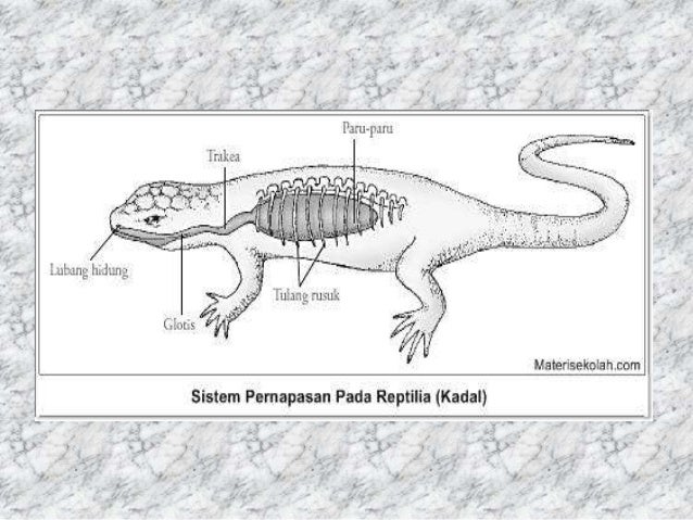 770 Koleksi Gambar Skema Pernapasan Pada Hewan Reptil Terbaru