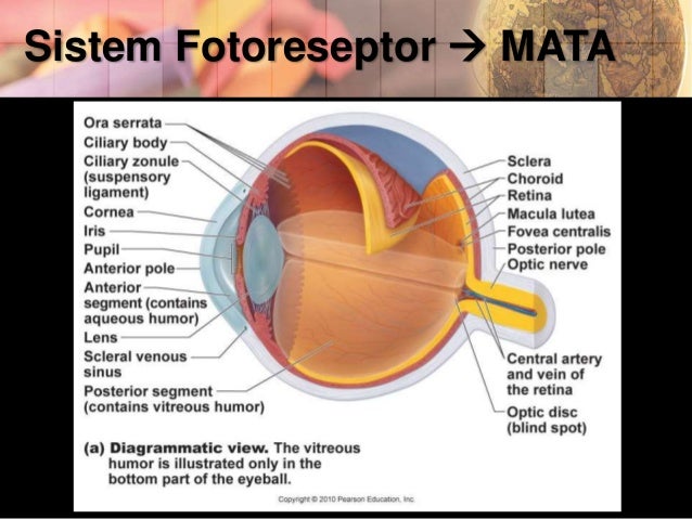 Fotoreseptor, kemoreseptor, dan elektroreseptor