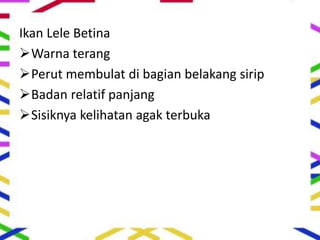 Ikan Lele Betina
Warna terang
Perut membulat di bagian belakang sirip
Badan relatif panjang
Sisiknya kelihatan agak terbuka
 