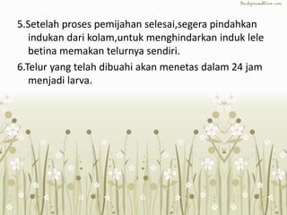 5.Setelah proses pemijahan selesai,segera pindahkan
indukan dari kolam,untuk menghindarkan induk lele
betina memakan telurnya sendiri.
6.Telur yang telah dibuahi akan menetas dalam 24 jam
menjadi larva.
 