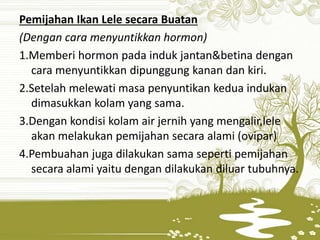 Pemijahan Ikan Lele secara Buatan
(Dengan cara menyuntikkan hormon)
1.Memberi hormon pada induk jantan&betina dengan
cara menyuntikkan dipunggung kanan dan kiri.
2.Setelah melewati masa penyuntikan kedua indukan
dimasukkan kolam yang sama.
3.Dengan kondisi kolam air jernih yang mengalir,lele
akan melakukan pemijahan secara alami (ovipar)
4.Pembuahan juga dilakukan sama seperti pemijahan
secara alami yaitu dengan dilakukan diluar tubuhnya.
 