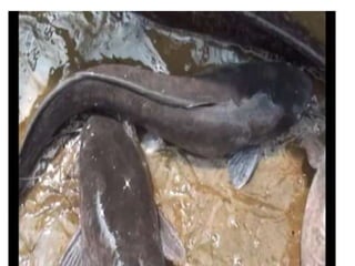 Proses Pemijahan Lele