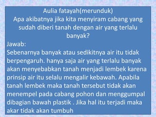 Aulia fatayah(merunduk)
Apa akibatnya jika kita menyiram cabang yang
sudah diberi tanah dengan air yang terlalu
banyak?
Jawab:
Sebenarnya banyak atau sedikitnya air itu tidak
berpengaruh. hanya saja air yang terlalu banyak
akan menyebabkan tanah menjadi lembek karena
prinsip air itu selalu mengalir kebawah. Apabila
tanah lembek maka tanah tersebut tidak akan
menempel pada cabang pohon dan menggumpal
dibagian bawah plastik . Jika hal itu terjadi maka
akar tidak akan tumbuh
 
