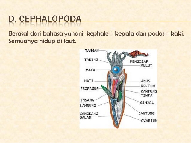 BIOLOGI SMA KELAS 10 ANIMALIA Kelompok mollusca