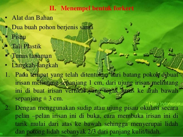 Kelompok Okulasi