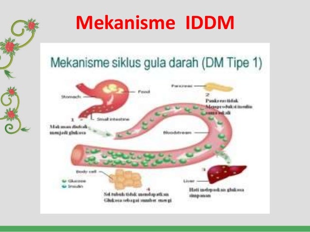Diabetestipe1  Gejala Penyebab Dan Pengobatan Hello