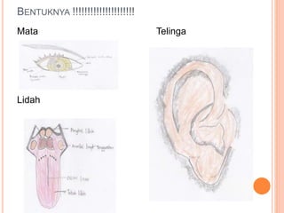BENTUKNYA !!!!!!!!!!!!!!!!!!!!! 
Mata 
Lidah 
Telinga 
 