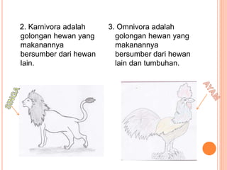 2. Karnivora adalah 
golongan hewan yang 
makanannya 
bersumber dari hewan 
lain. 
3. Omnivora adalah 
golongan hewan yang 
makanannya 
bersumber dari hewan 
lain dan tumbuhan. 
 