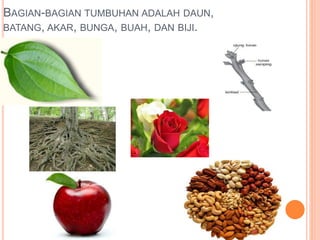 BAGIAN-BAGIAN TUMBUHAN ADALAH DAUN, 
BATANG, AKAR, BUNGA, BUAH, DAN BIJI. 
 