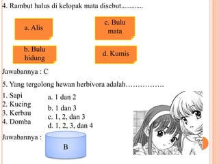 4. Rambut halus di kelopak mata disebut…………. 
a. Alis 
b. Bulu 
hidung 
c. Bulu 
mata 
d. Kumis 
Jawabannya : C 
5. Yang tergolong hewan herbivora adalah……………. 
1. Sapi 
2. Kucing 
3. Kerbau 
4. Domba 
a. 1 dan 2 
b. 1 dan 3 
c. 1, 2, dan 3 
d. 1, 2, 3, dan 4 
Jawabannya : 
B 
 