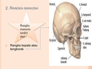 2. RANGKA MANUSIA 
Rangka 
manusia 
terdiri 
dari : 
A. Rangka kepala atau 
tengkorak 
 