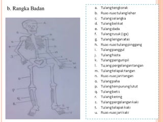 b. Rangka Badan 
 