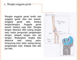 c. Rangka anggota gerak 
Rangka anggota gerak terdiri dari 
anggota gerak atas dan bawah. 
Anggota gerak atas disebut 
lengan(tangan). Anggota gerak 
bawah disebut juga kaki. Rangka 
lengan dibentuk oleh tulang lengan 
atas, hasta, pengumpil, pergelangan 
tangan, telapak tangan dan jari 
tangan. Sedangkan rangka kaki 
dibentuk oleh tulang paha, 
tempurung lutut, betis, tulang kering, 
pergelangan kaki, telapak kaki dan 
jari kaki. 
 