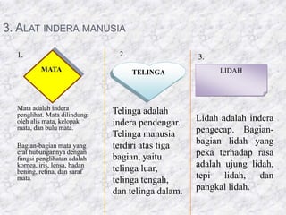 3. ALAT INDERA MANUSIA 
1. 
MATA 
Mata adalah indera 
penglihat. Mata dilindungi 
oleh alis mata, kelopak 
mata, dan bulu mata. 
Bagian-bagian mata yang 
erat hubungannya dengan 
fungsi penglihatan adalah 
kornea, iris, lensa, badan 
bening, retina, dan saraf 
mata. 
2. 
TELINGA 
Telinga adalah 
indera pendengar. 
Telinga manusia 
terdiri atas tiga 
bagian, yaitu 
telinga luar, 
telinga tengah, 
dan telinga dalam. 
3. 
LIDAH 
Lidah adalah indera 
pengecap. Bagian-bagian 
lidah yang 
peka terhadap rasa 
adalah ujung lidah, 
tepi lidah, dan 
pangkal lidah. 
 