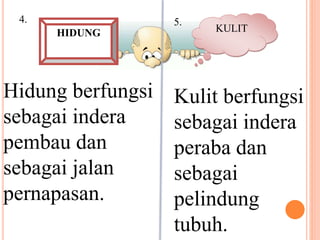 4. 
HIDUNG 
Hidung berfungsi 
sebagai indera 
pembau dan 
sebagai jalan 
pernapasan. 
5. 
KULIT 
Kulit berfungsi 
sebagai indera 
peraba dan 
sebagai 
pelindung 
tubuh. 
 