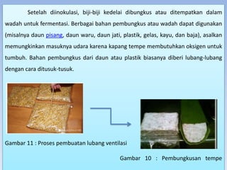 Setelah diinokulasi, biji-biji kedelai dibungkus atau ditempatkan dalam
wadah untuk fermentasi. Berbagai bahan pembungkus atau wadah dapat digunakan
(misalnya daun pisang, daun waru, daun jati, plastik, gelas, kayu, dan baja), asalkan
memungkinkan masuknya udara karena kapang tempe membutuhkan oksigen untuk
tumbuh. Bahan pembungkus dari daun atau plastik biasanya diberi lubang-lubang
dengan cara ditusuk-tusuk.
Gambar 11 : Proses pembuatan lubang ventilasi
Gambar 10 : Pembungkusan tempe
 