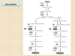 Siklus Glikolisis
 