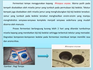 Fermentasi tempe menggunakan kapang Rhizopus oryzae. Warna putih pada
tempeh disebabkan oleh miselia jamur yang tumbuh pada permukaan biji kedelai. Tekstur
kompak juga disebabkan oleh miselia jamur yang menghubungkan biji-biji kedelai tersebut.
Jamur yang tumbuh pada kedelai tersebut menghasilkan enzim-enzim yang mampu
menghidrolisis senyawa-senyawa kompleks menjadi senyawa sederhana yang mudah
dicerna oleh manusia.
Proses fermentasi berlangsung kurang lebih 2 hari yang ditandai tumbuhnya
miselia kapang yang merekatkan biji-biji kedelai sehingga terbentuk tekstur yang memadat.
Degradasi komponen-komponen kedelai pada fermentasi membuat tempe memiliki rasa
dan aroma khas.
Gambar : Ragi Tempe
 
