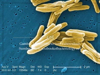 Gambar 2.1 Mycobacterium Tuberculosis
Sumber: www.textbookofbacteriology.net
 