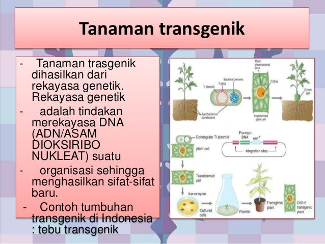 Kelompok Tulip 9i Kelas 9 I Smpn264 Jakarta