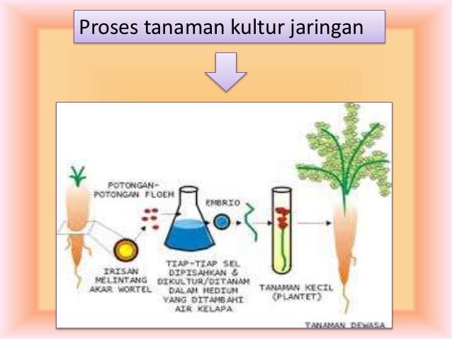 Kelompok tulip 9i kelas 9 i smpn264 jakarta