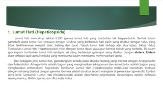 1. Lumut Hati (Hepaticopsida)
Lumut hati mencakup sekitar 6.500 spesies lumut hati yang tumbuhan tak berpembuluh. Bentuk tubuh
gametofit pada lumut hati tersusun dengan struktur yang berbentuk hati pipih yang disebut dengan talus, yang
tidak terdiferensiasi menjadi akar, batang dan daun. Tubuh lumut hati terbagi atas dua lobus. Siklus Hidup
Tumbuhan Lumut Hati (Hepaticopsida) mirip dengan lumut daun, walaupun bentuk tubuh yang berbeda. Di dalam
sporangium tumbuhan lumut hati terdapat sel yang berbentuk gulungan yang disebut dengan elatera. Elatera
akan terlepas saat kapsul terbuka yang membantu dalam membantu memencarkan spora.
Dari sebagian jenis lumut hati, gametangium berada pada struktur batang yang disebut dengan Arkegoniofor
dan Anteridiofor. Arkegoniofor adalah bagian yang menghasilkan arkegonium dan anteridiofor adalah bagian yang
menghasilkan antheridium. Reproduksi Tumbuhan Lumut Hati (Hepaticopsida) melakukan reproduksi aseksual
dengan sel yang disebut dengan gemma. Gemma adalah struktur seperti mangkok di permukaan gametofit. Contoh
Jenis-Jenis Tumbuhan Lumut Hati (Hepaticopsida) adalah Marchantia polymorpha, Ricciocarpus natans, Reboulia
hemisphaerica, Pellia calycina, dan Riccardia indica.
 