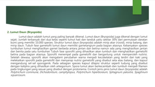 2. Lumut Daun (Bryopsida)
Lumut daun adalah lumut yang paling banyak dikenal. Lumut daun (Bryopsida) juga dikenal dengan lumut
sejati. Jumlah terbanyak dari dua kelas seperti lumut hati dan tanduk yaitu sekitar 30% dari permukaan daratan
bumi yang memiliki 10.000 spesies. Struktur lumut daun (bryopsida) adalah mirip akar (rizoid), mirip batang, dan
mirip daun. Tubuh fase gametofit lumut daun memiliki gametangium pada bagian atasnya. Kebanyakan spesies
tumbuhan lumut menghasilkan gamet berbeda antara jantan dan betina namun ada yang menghasilkan jantan
dan benita pada satu tumbuhan Tubuh fase sporofit yang dihasilkan akan tumbuh dan menghasilkan gametofit
betina pada bagian atasnya. Sporofit menempel pada gametofit dan bergantung untuk memperoleh nutirisi.
Setelah dewasa, sporofit akan mengalami perubahan warna menjadi kecokelatan yang terdiri dari kaki yang
melekatkan sporofit pada gametofit dan menyerap nutrisi gametofit yang disebut seta atau batang, dan kapsul
mengandung sel-sel sporogenik. Pada sebagian spesies kapsul dilapisi struktur seperti tudung yang disebut
dengan kaliptra yang dihasilkan oleh arkegonium. Spora lumut akan berkecambah dan tumbuh menjadi filamen
pada lingkungan yang sesuai yang disebut dengan protonema. Contoh jenis-jenis lumut daun (bryopsida) adalah
Polytrichum commune, Dichodontium, camphylopus, Polytrichum hiperboreum, Sphagnum palustre, Spaghnum
squarrosum.
 