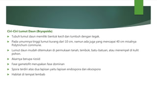 Ciri-Ciri Lumut Daun (Bryopsida)
 Tubuh lumut daun memiliki bentuk kecil dan tumbuh dengan tegak.
 Pada umumnya tinggi lumut kurang dari 10 cm, namun ada juga yang mencapai 40 cm misalnya
Polytrichum commune.
 Lumut daun mudah ditemukan di permukaan tanah, tembok, batu-batuan, atau menempel di kulit
pohon.
 Akarnya berupa rizoid
 Fase gametofit merupakan fase dominan
 Spora terdiri atas dua lapisan yaitu lapisan endospora dan eksospora
 Habitat di tempat lembab
 