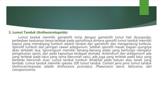 3. Lumut Tanduk (Anthocerotopsida)
Lumut tanduk memiliki gametofit mirip dengan gametofit lumut hati (bryopsida),
perbedaan keduanya hanya terletak pada sporofitnya dimana sporofit lumut tanduk memiliki
kapsul yang memanjang tumbuh seperti tanduk dari gametofir dan mengandung kutikula.
Sporofit tumbuh dari jaringan cawan arkegonium. Setelah sporofit masak, bagian ujungnya
akan terbelah dua. Sporongium memiliki benang-benang elater yang berfungsi mengatur
pengeluaran spora, dan pada kapsulnya terdapat stomata. Anteridium dan arkegonium ada
yang terletak pada talus yang sama (berumah satu), ada juga yang terletak pada talus yang
berbeda (berumah dua). Lumut tanduk tumbuh dihabitat pada batuan atau tanah yang
lembab. Lumut tanduk memiliki spesies 100 lumut tanduk. Contoh jenis-jenis lumut tanduk
(Anthocerotopsida) adalah Anthoceros punctatus, Phaeoceros laevis, falioceros, dan
Leiosporoceros.
 
