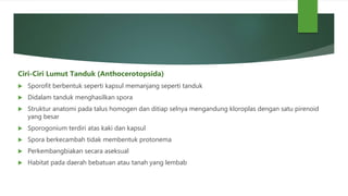 Ciri-Ciri Lumut Tanduk (Anthocerotopsida)
 Sporofit berbentuk seperti kapsul memanjang seperti tanduk
 Didalam tanduk menghasilkan spora
 Struktur anatomi pada talus homogen dan ditiap selnya mengandung kloroplas dengan satu pirenoid
yang besar
 Sporogonium terdiri atas kaki dan kapsul
 Spora berkecambah tidak membentuk protonema
 Perkembangbiakan secara aseksual
 Habitat pada daerah bebatuan atau tanah yang lembab
 