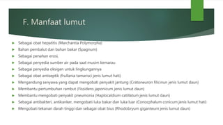 F. Manfaat lumut
 Sebagai obat hepatitis (Marchantia Polymorpha)
 Bahan pembalut dan bahan bakar (Spagnum)
 Sebagai penahan erosi,
 Sebagai penyedia sumber air pada saat musim kemarau
 Sebagai penyedia oksigen untuk lingkungannya
 Sebagai obat antiseptik (frullania tamarisci jenis lumut hati)
 Mengandung senyawa yang dapat mengobati penyakit jantung (Cratoneuron filicinun jenis lumut daun)
 Membantu pertumbuhan rambut (Fissidens japonicum jenis lumut daun)
 Membantu mengobati penyakit pneumonia (Haplocaldium catillatum jenis lumut daun)
 Sebagai antibakteri, antikanker, mengobati luka bakar dan luka luar (Conocphalum conicum jenis lumut hati)
 Mengobati tekanan darah tinggi dan sebagai obat bius (Rhodobryum giganteum jenis lumut daun)
 