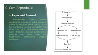 C. Cara Reproduksi
 Reproduksi Aseksual
Pembentukan Spora melalui
pembelahan mitosis sel induk sporda di
dalam sporangium (kotak spora). Spora
lalu tumbuhan menjadi gametofit. Pada
lumut hati, reproduksi secara aseksual
dapat dilakukan dengan pembentukan
gemmae cup (piala tunas) dan
fragmentasi (pemutusan sebagian
tubuhnya).
 