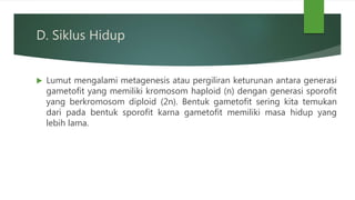 D. Siklus Hidup
 Lumut mengalami metagenesis atau pergiliran keturunan antara generasi
gametofit yang memiliki kromosom haploid (n) dengan generasi sporofit
yang berkromosom diploid (2n). Bentuk gametofit sering kita temukan
dari pada bentuk sporofit karna gametofit memiliki masa hidup yang
lebih lama.
 